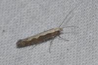Plutella xylostella