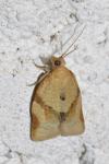Clepsis consimilana