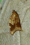 Acleris rhombana
