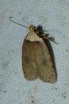 Agonopterix