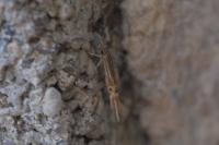 Cosmopterix lienigiella