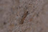 Cosmopterix lienigiella
