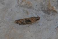 Scrobipalpa costella