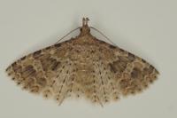 Alucita hexadactyla