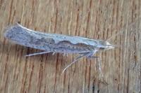 Plutella xylostella