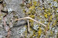 Emmelina monodactyla