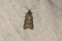Cnephasia