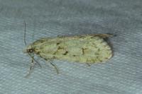 Diurnea fagella