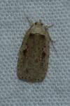 Agonopterix ocellana