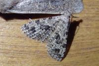 Alucita hexadactyla
