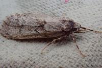 Diurnea fagella
