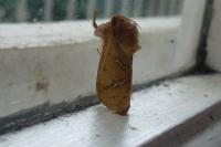 Triodia sylvina