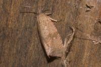 Celypha striana