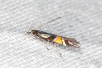 Cosmopterix orichalcea