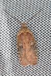 Agonopterix purpurea