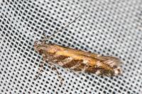 Aristotelia