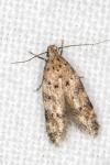 Pseudotelphusa paripunctella