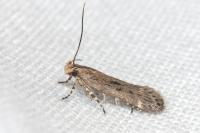 Aroga velocella