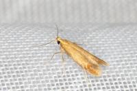 Tischeria
