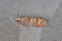 Clavigesta sylvestrana