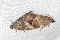 Cydia splendana