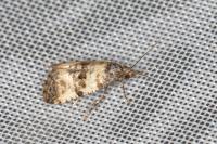 Cochylichroa atricapitana