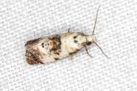 Neocochylis hybridella
