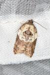 Acleris variegana