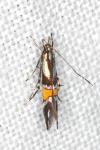 Cosmopterix orichalcea