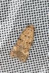 Pseudotelphusa paripunctella