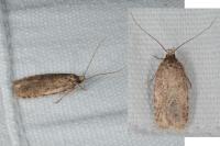 Agonopterix ciliella/heracliana
