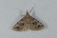 Alucita hexadactyla
