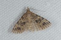 Alucita hexadactyla