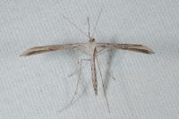 Emmelina monodactyla