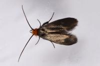 Cauchas rufifrontella