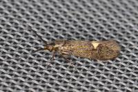 Esperia sulphurella