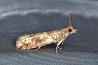Crocidosema plebejana