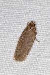 Depressaria