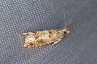 Crocidosema plebejana