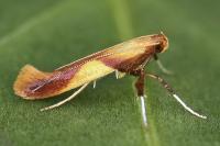 Caloptilia robustella