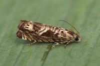 Selania leplastriana