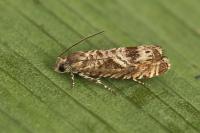 Selania leplastriana