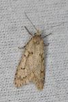 Diurnea fagella