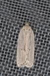 Agonopterix pallorella