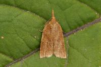 Sparganothis pilleriana