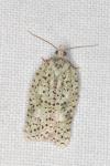 Acleris ferrugana/notana