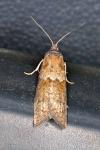 Tortricodes alternella