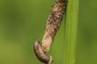 Taleporia tubulosa