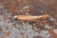 Zelleria hepariella