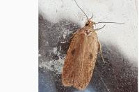 Agonopterix
